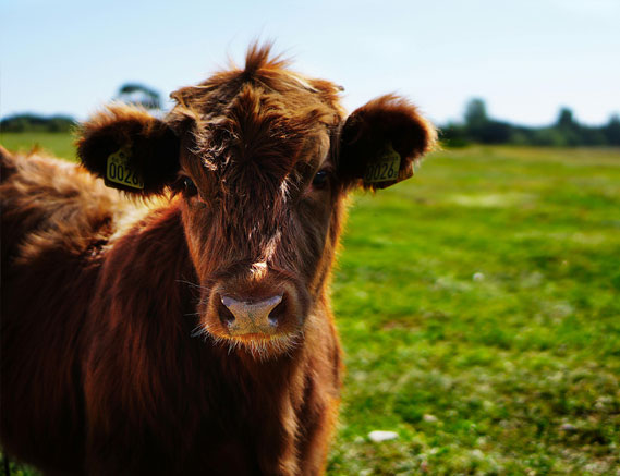 Farming Partnership Advice